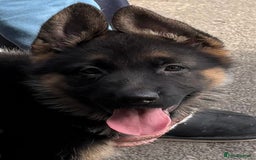 German Shepherd dogs for sale: Beautiful GSD puppies - Image 2