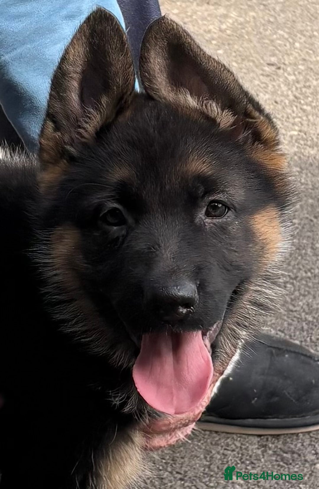 German Shepherd dogs for sale: Beautiful GSD puppies - Image 2