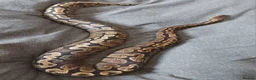 Python Snake reptiles for sale: CB21 GHI royal python (proven) - Advert 5