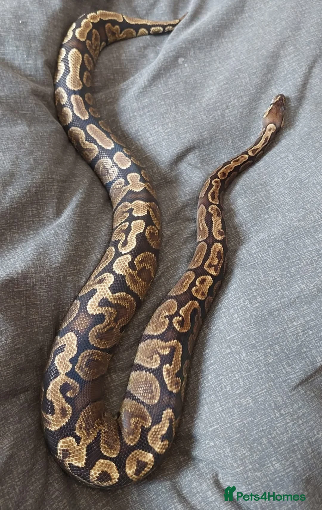 Python Snake reptiles for sale: CB21 GHI royal python (proven) - Advert 5