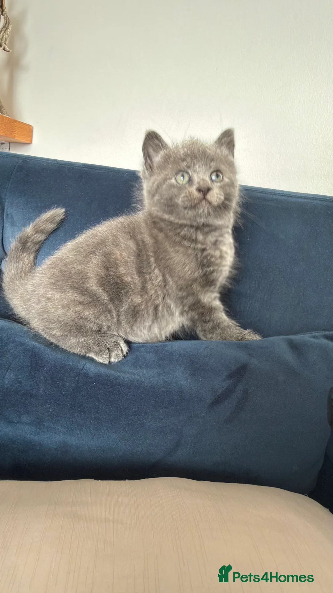 British Shorthair cats for sale: Lovely kittens  - Advert 6
