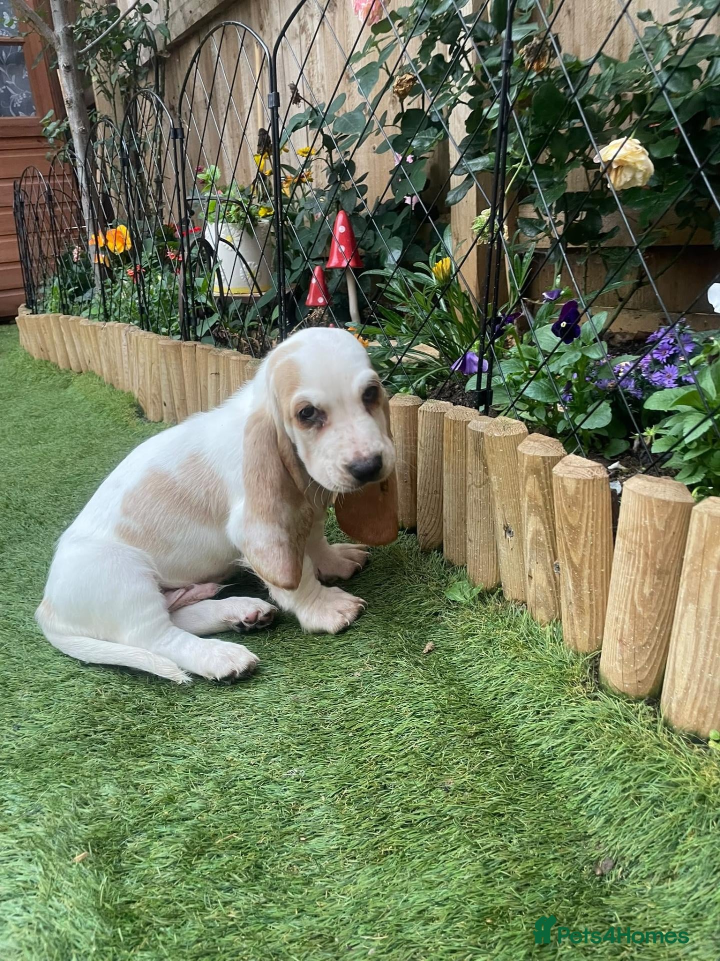 Basset Hound dogs Peggy - Advert 5