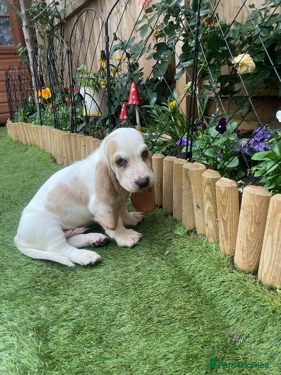 Basset Hound dogs for sale: Now Ready for New Forever Homes - Advert 1