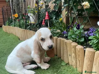 Basset Hound dogs Now Ready for New Forever Homes - Advert 10