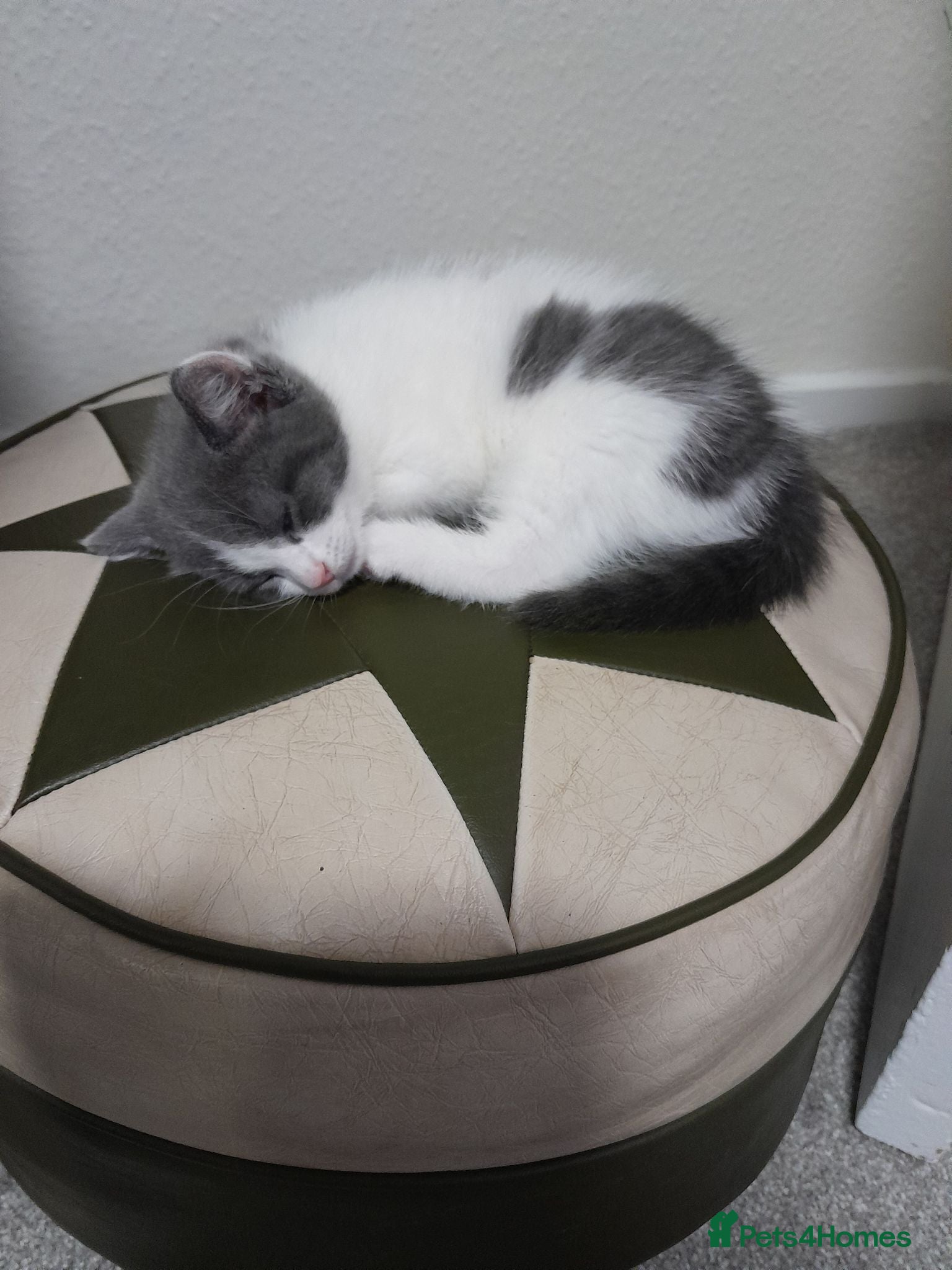 Mixed Breed cats Stunning Grey and White Kitten - Advert 2