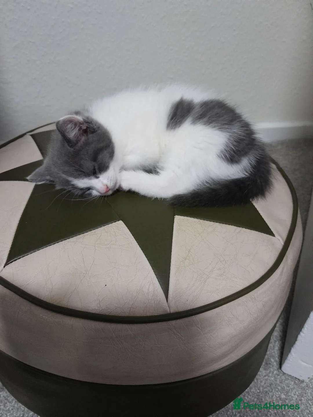 Mixed Breed cats for sale: Stunning Grey and White Kitten - Advert 2