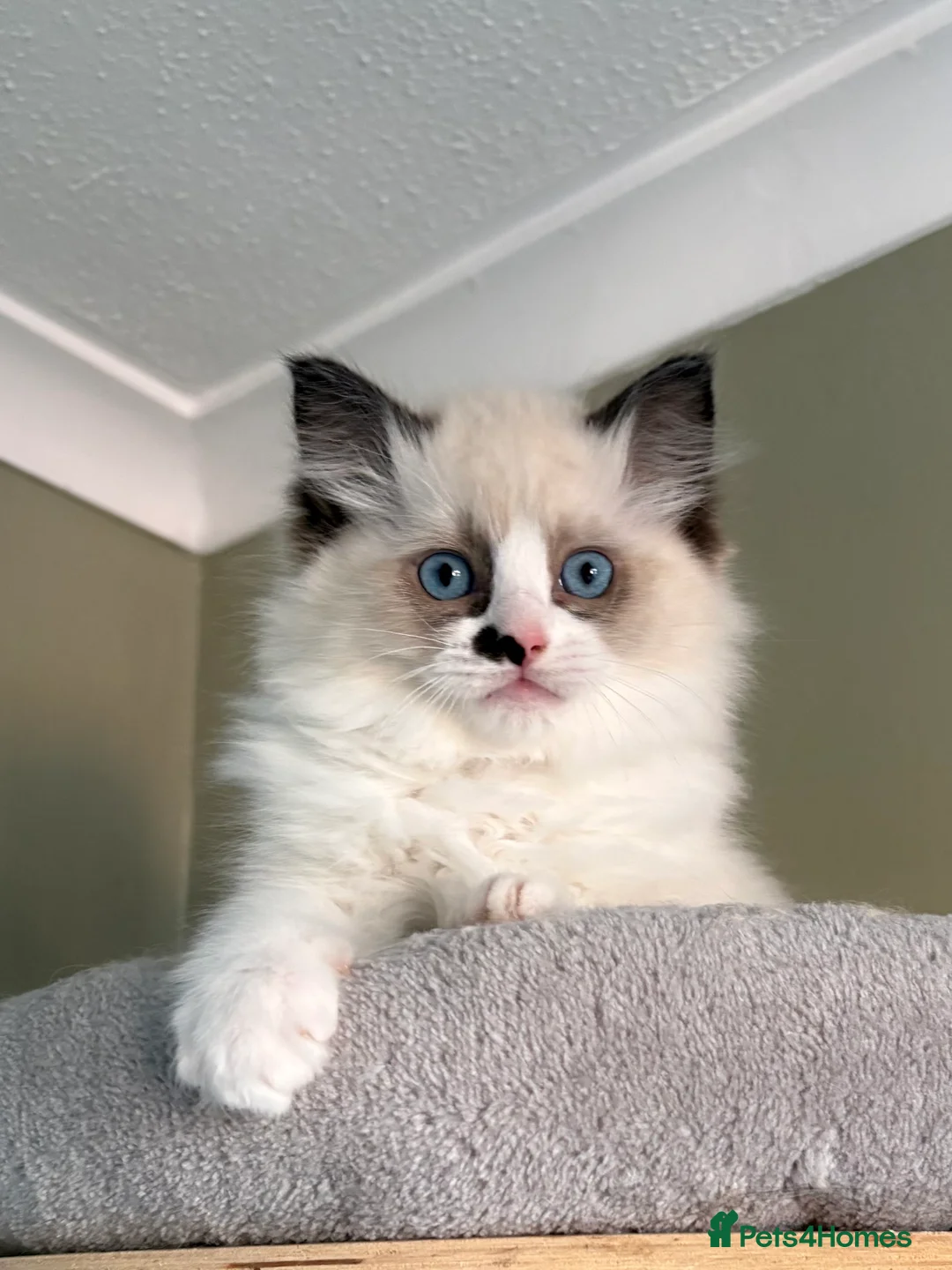 Ragdoll cats for sale: 2 boys ready now - Advert 11