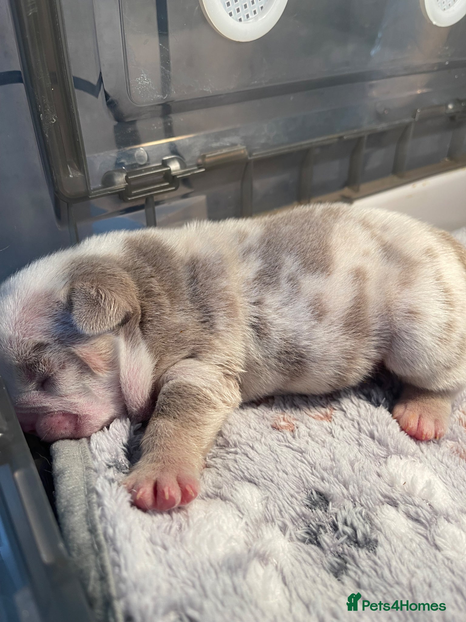 English Bulldog dogs KC reg - Last Fluffy English Bulldog - Male - Advert 2