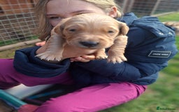 Golden Retriever dogs for sale: Working golden retriever puppies for sale  - Image 10