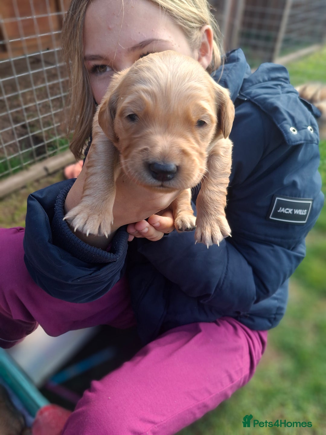 Golden Retriever dogs for sale: Working golden retriever puppies for sale  - Image 10