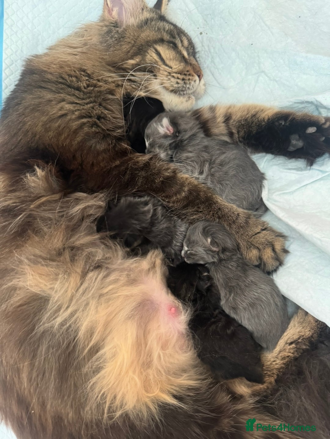 Maine Coon cats for sale: Champions- Bloodline Purebred Maine Coon Kittens  - Advert 23