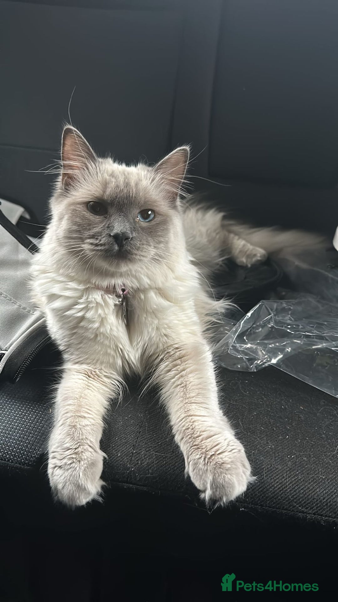 Persian cats for sale: PERSIAN-RAGDOLL OR “PERDOLL” KITTENS - Advert 6