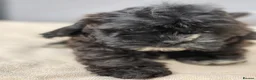 Shihpoo dogs for sale: Health Tested,READY TO GO - Advert 10