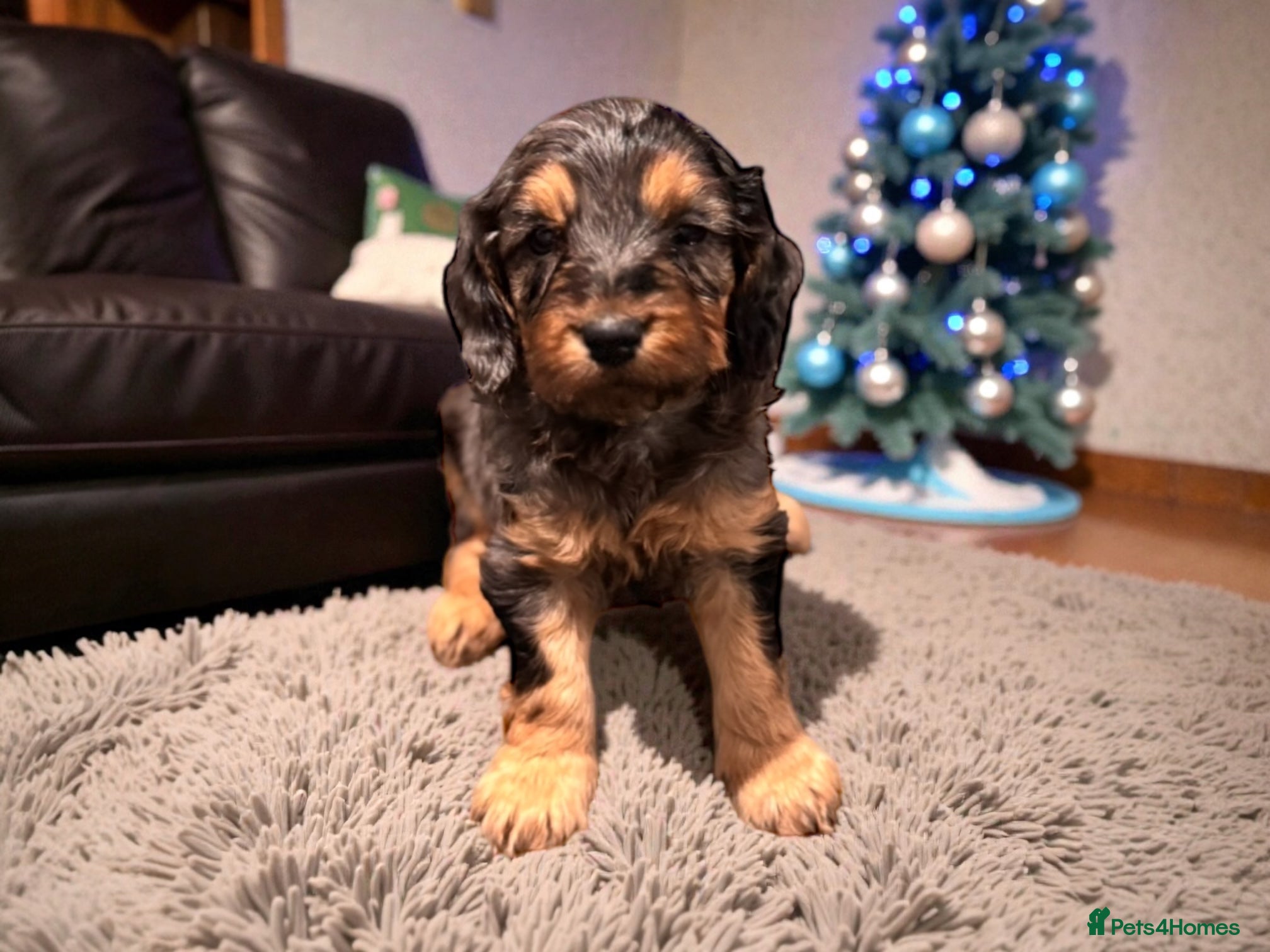 Cockapoo dogs 🐶THE MOST PERFECT SHOW SPANIELS and F1 COCKAPOOS - Advert 1