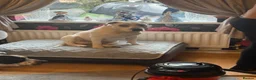 Staffordshire Bull Terrier dogs for sale: 10 month old staffie ghost  - Advert 8