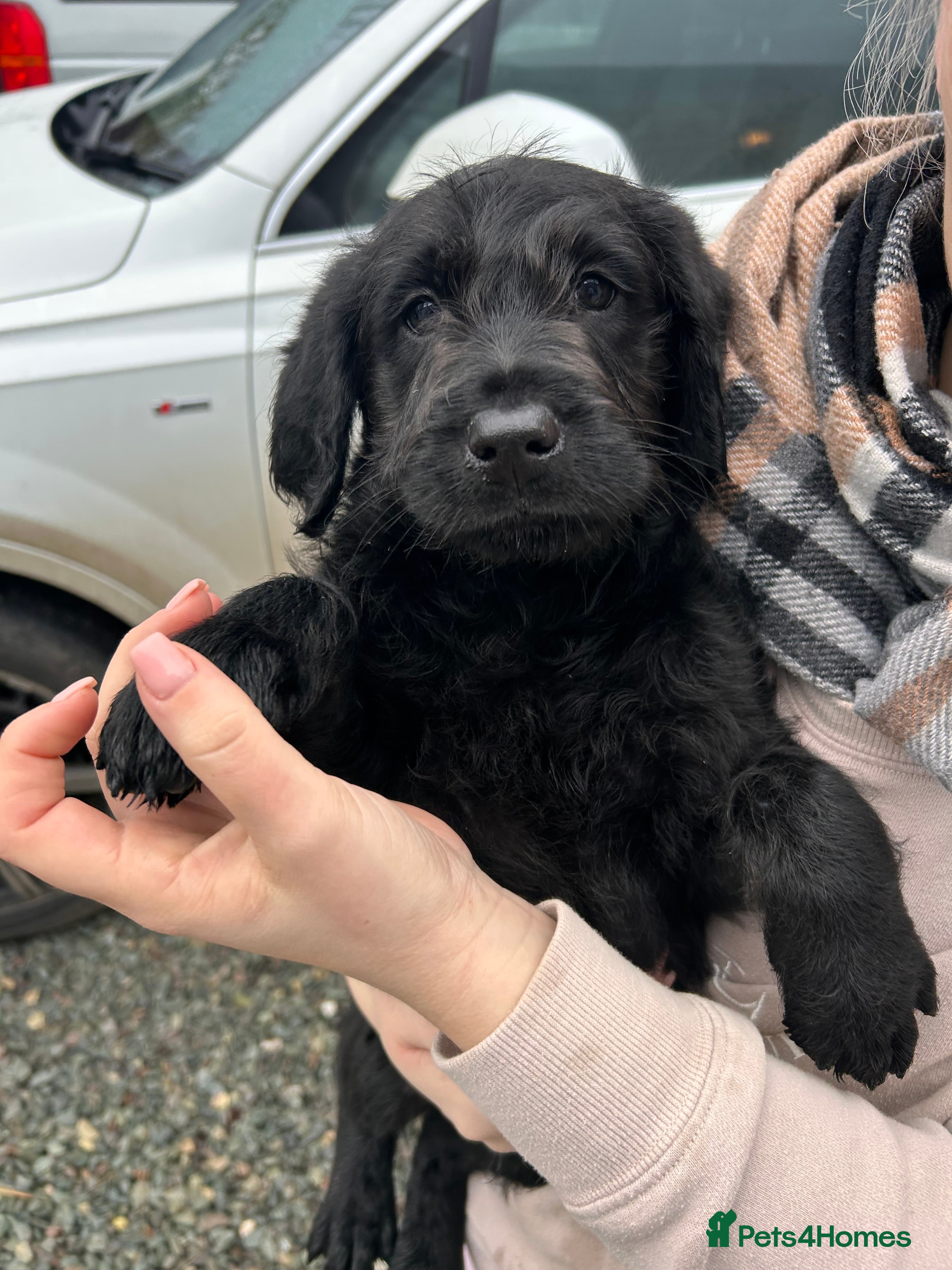Labradoodle dogs Labradoodle puppy’s!  - Advert 13