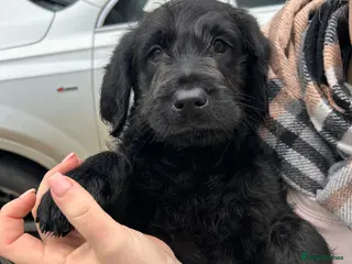 Labradoodle dogs Labradoodle puppy’s! - Advert 13