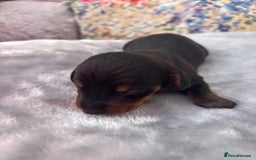 Miniature Dachshund dogs for sale: Miniature dachshund smooth hair pups  - Image 5
