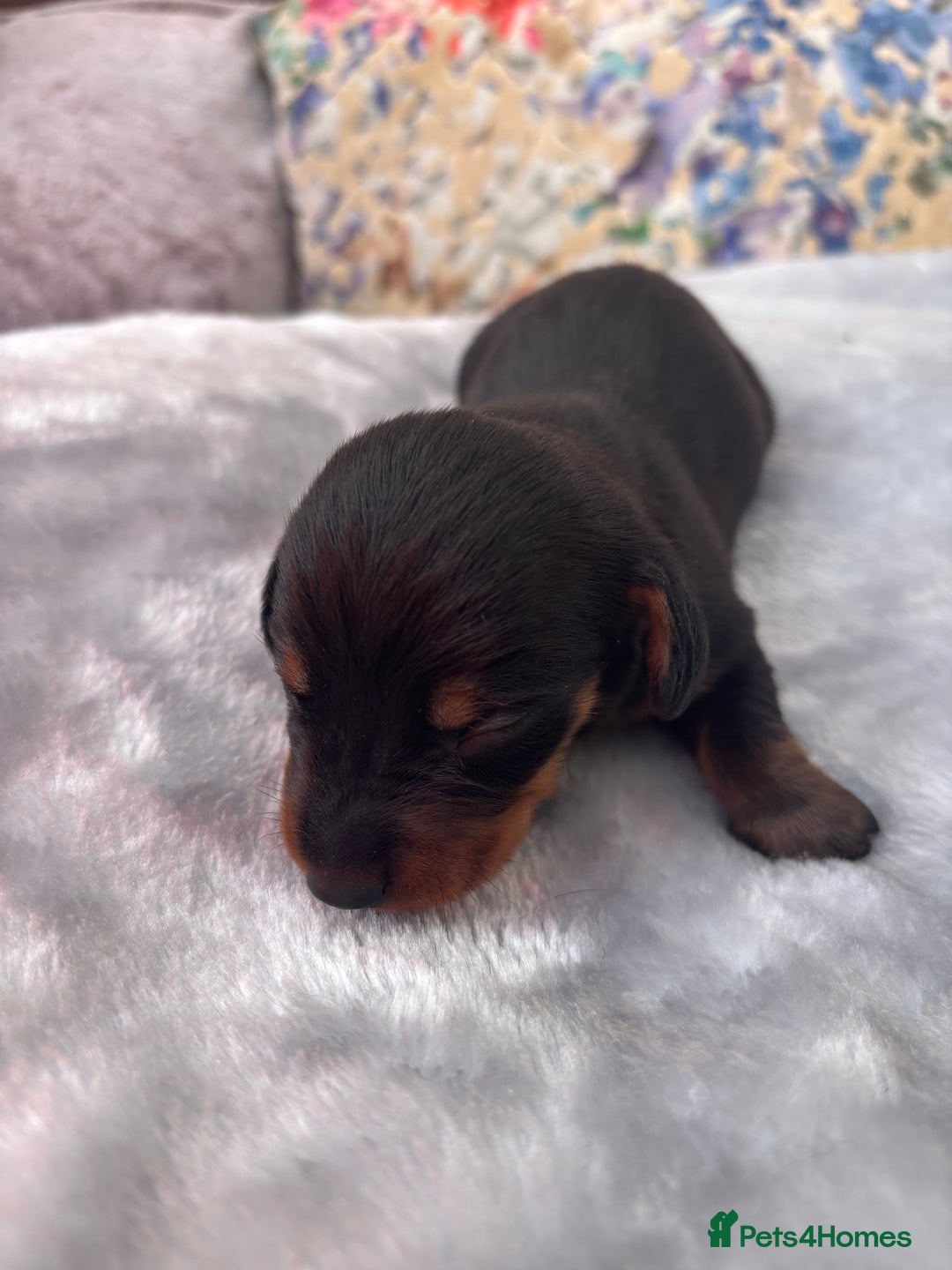 Miniature Dachshund dogs for sale: Miniature dachshund smooth hair pups  - Image 5