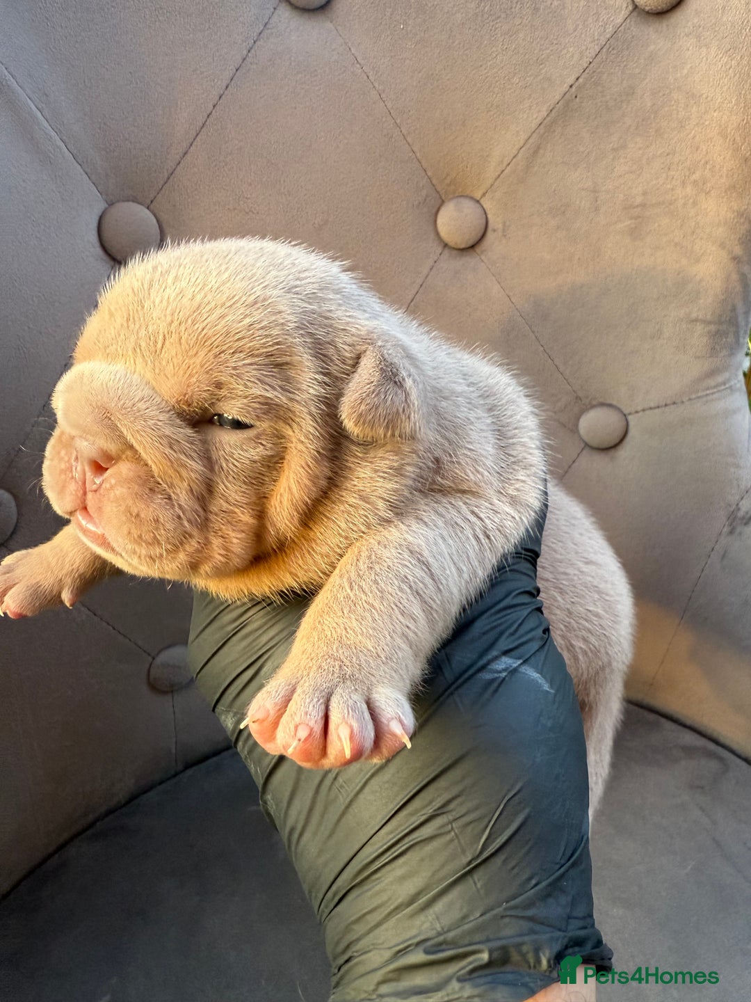 English Bulldog dogs for sale: KC Quality English Bulldogs  - Image 8