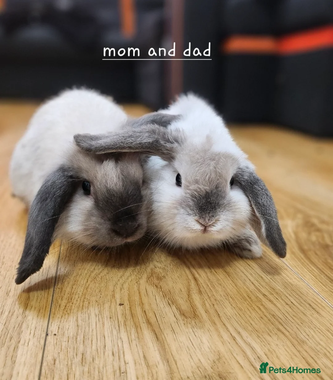 Dwarf Lop rabbits for sale: 2x baby bunnies Dwarf lop looking for forever home - Advert 2