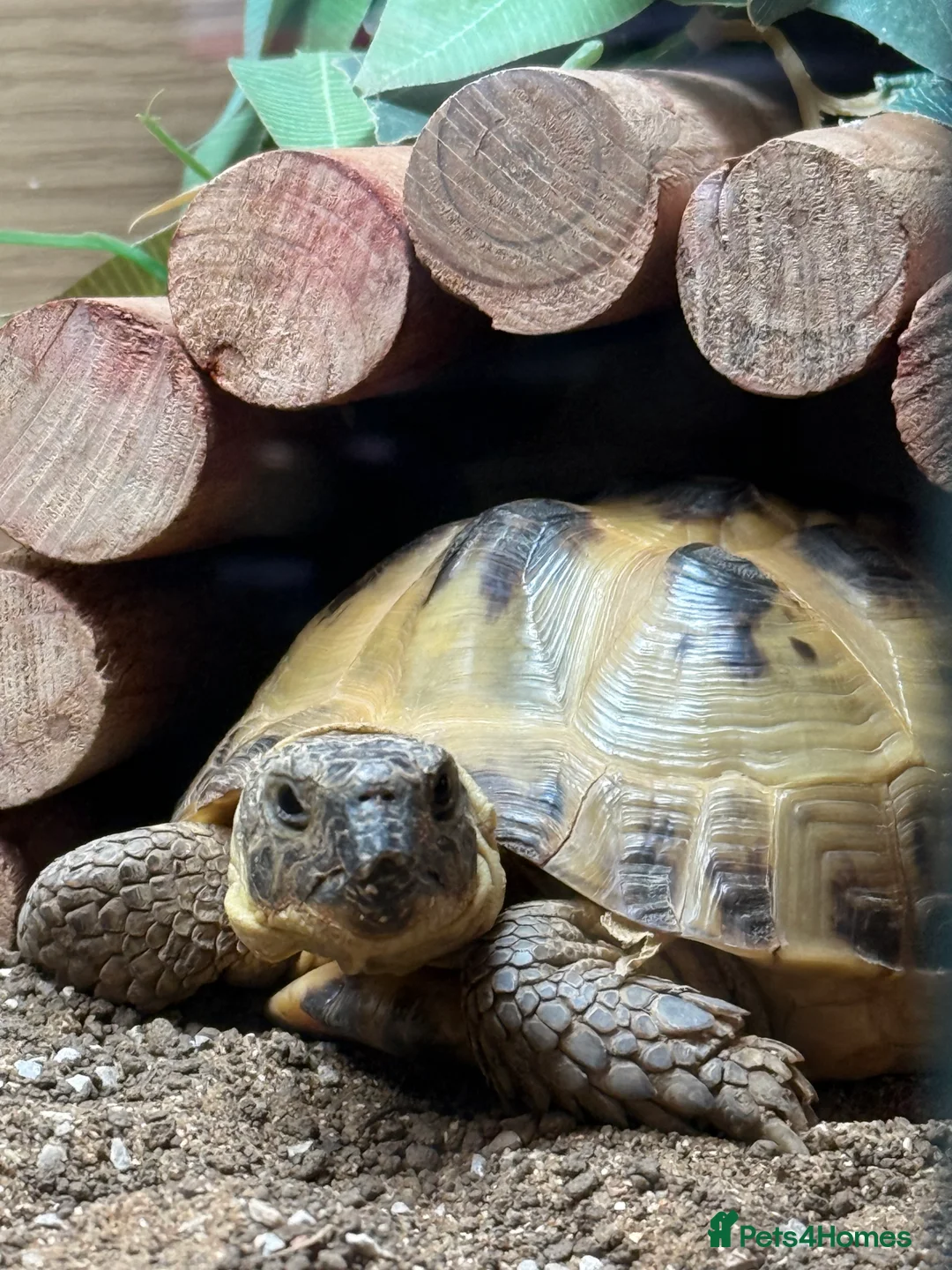 Tortoise reptiles for sale: Henry the Horsefield - Advert 1