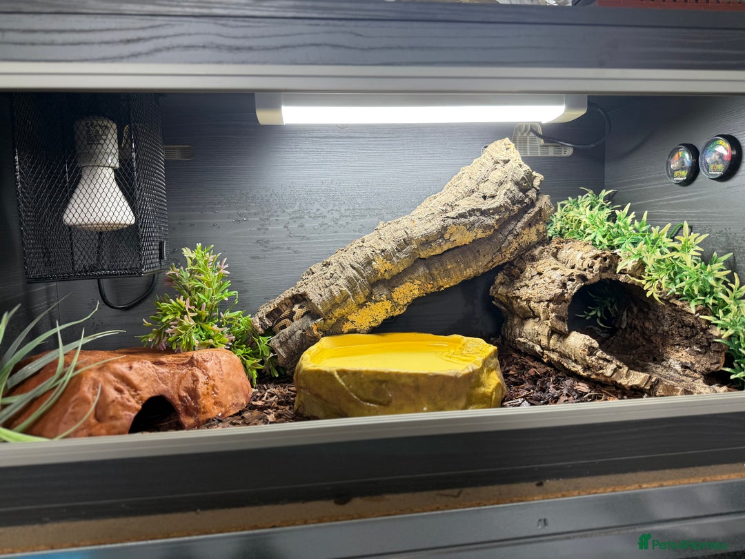 Python Snake reptiles for sale: Royal Python in Darwen - Image 4