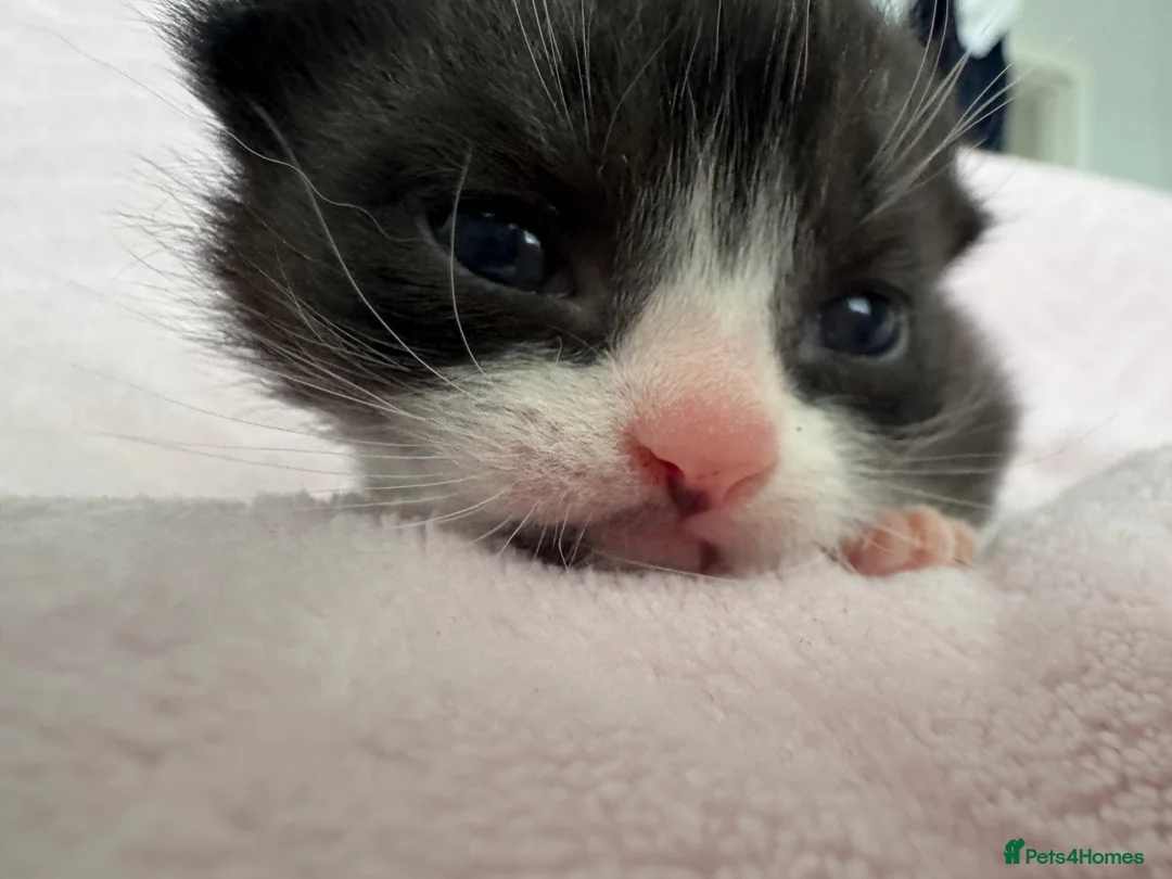 Mixed Breed cats for sale: Kittens for sale  in Leven - Advert 2