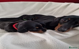 Miniature Dachshund dogs for sale: Beautiful black & tan miniature Dachshund puppies - Image 13