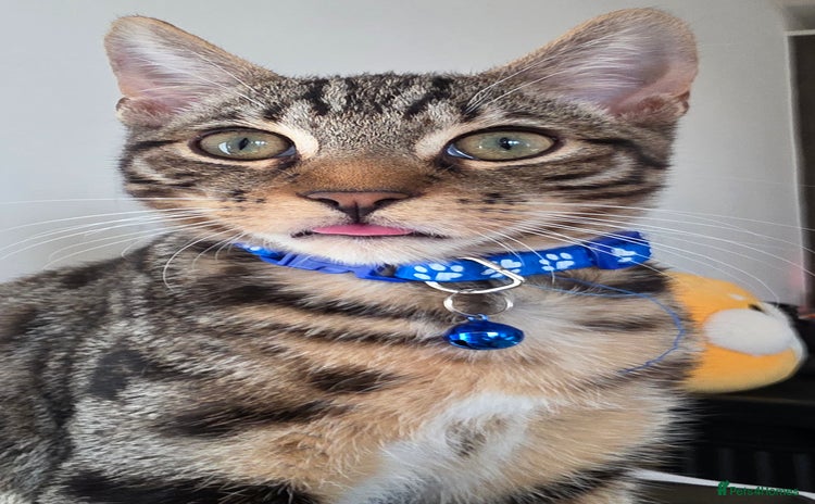 Mixed Breed cats - Advert 11