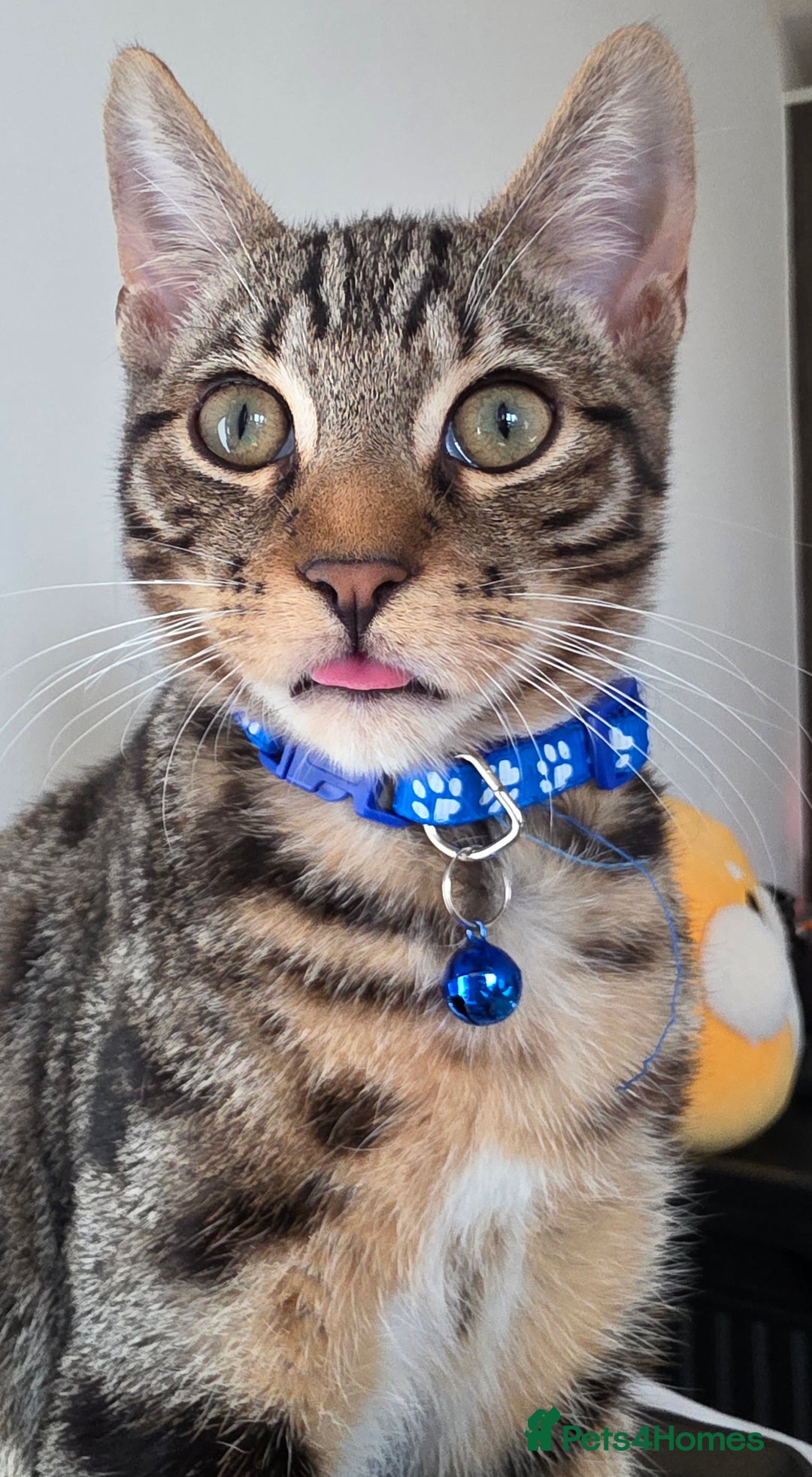 Mixed Breed cats for sale: Mixed boy cat bengal - Image 1
