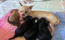 Chorkie dogs for sale: Chorkie puppies  - Image 13