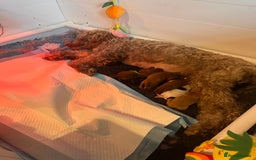 Australian Labradoodle dogs for sale: Healthy tested true Australian Labradoodle pups - Image 4