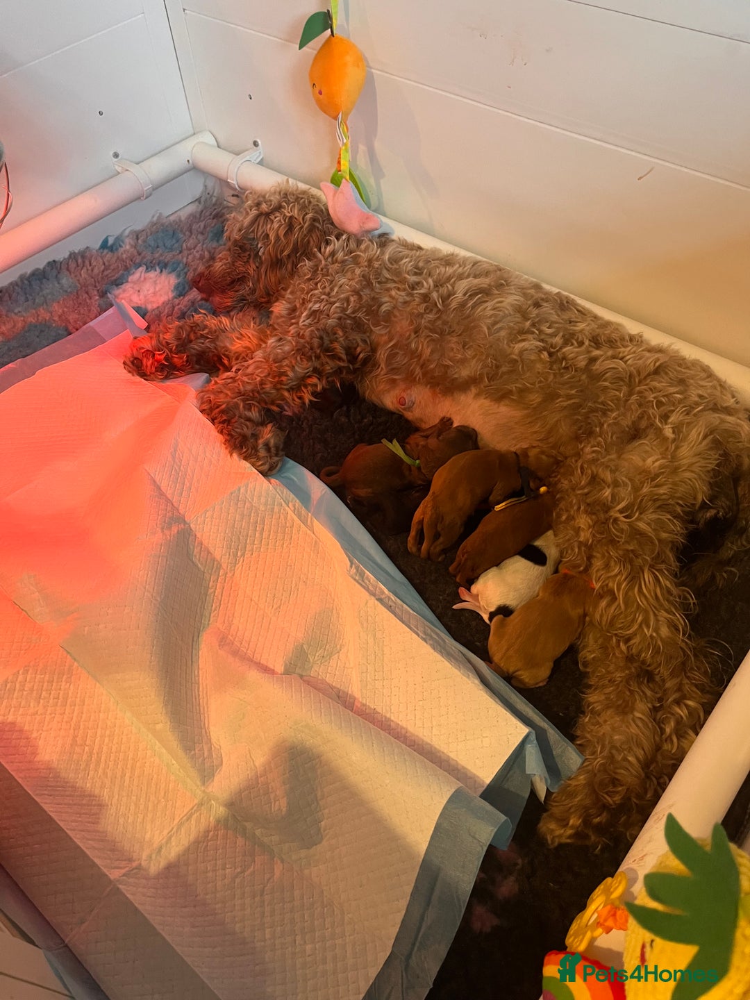 Australian Labradoodle dogs for sale: Healthy tested true Australian Labradoodle pups - Image 4