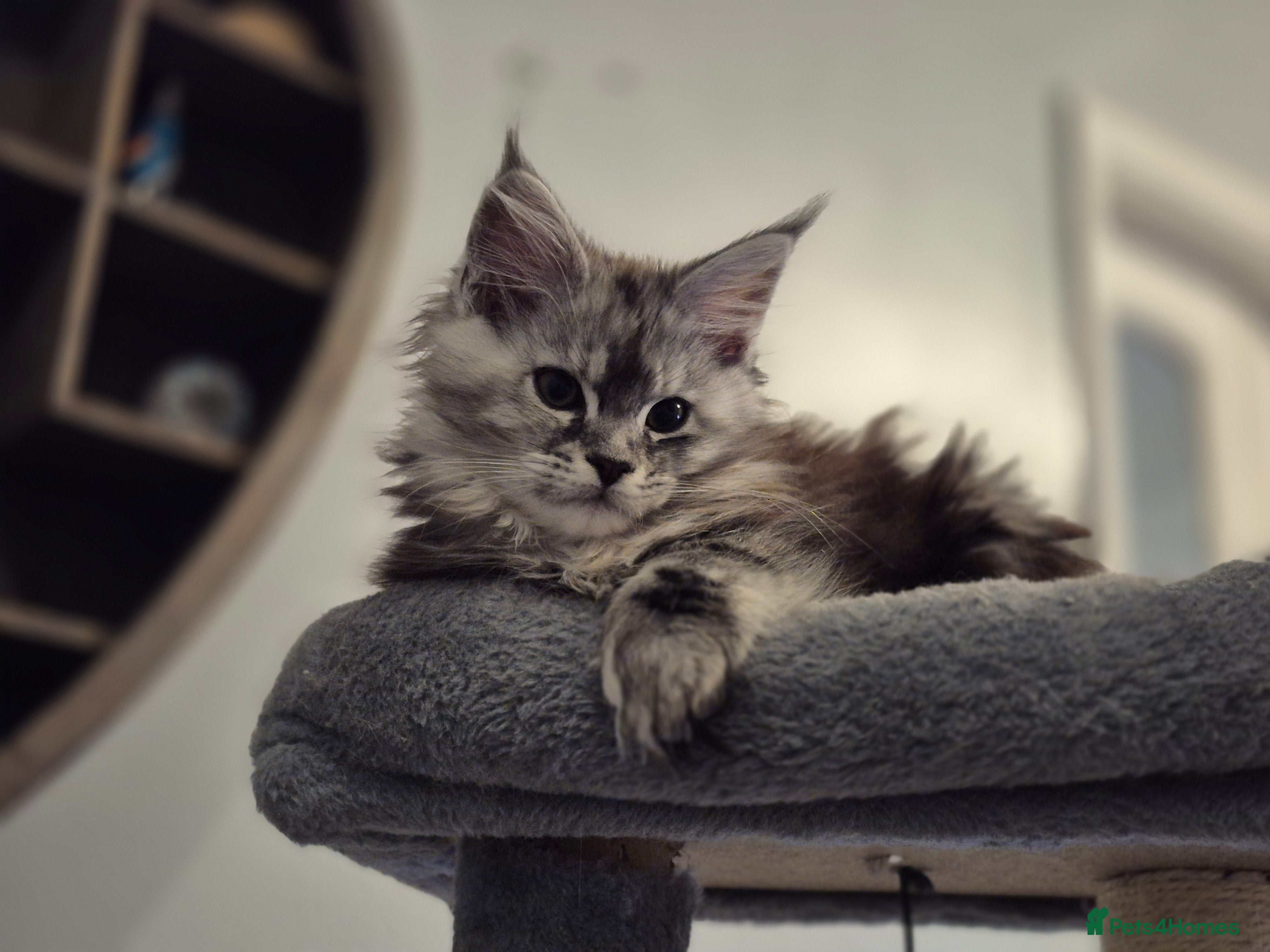 Maine Coon cats Beautiful kittens available  in January  - Advert 6