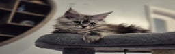 Maine Coon cats for sale: Beautiful kittens available  in January  - Advert 1