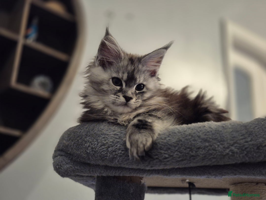 Maine Coon cats for sale: Beautiful kittens available  in January  - Advert 1