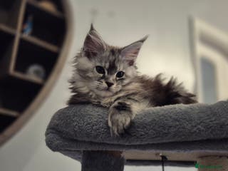 Maine Coon cats Beautiful kittens available in January - Advert 6