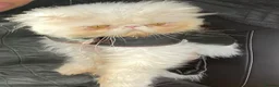 Persian cats for sale: Persian boy  in Cheltenham - Advert 4