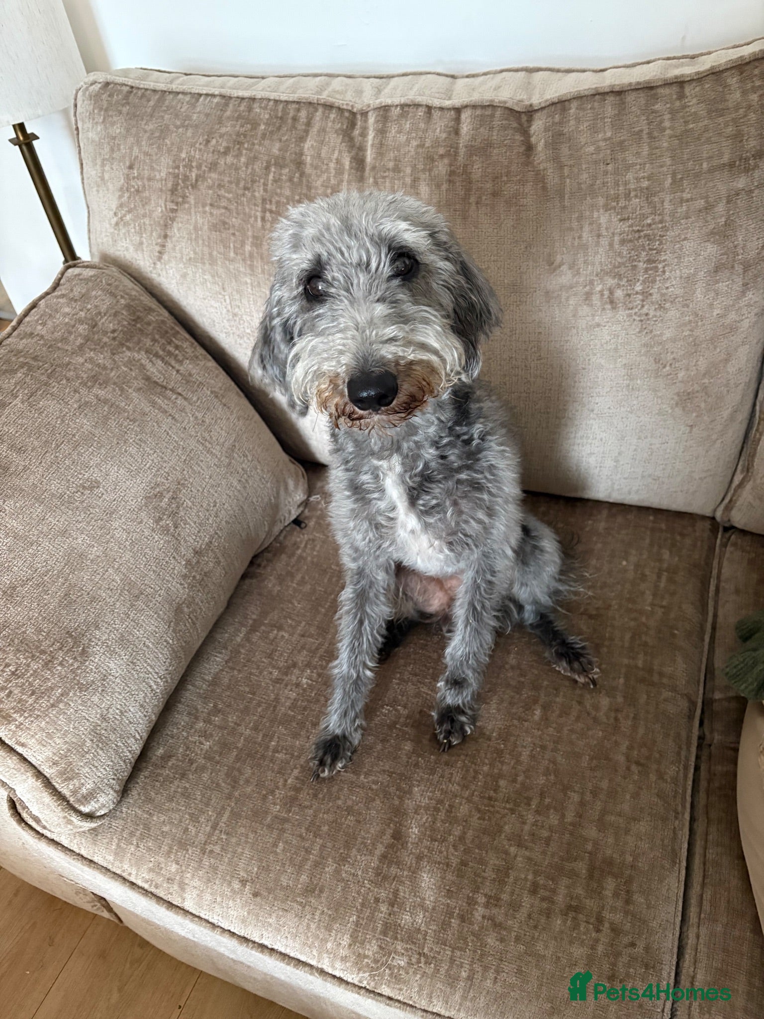 Bedlington Terrier dogs Bedlington terriers - Advert 1