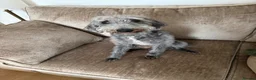 Bedlington Terrier dogs for sale: Bedlington terriers in Loanhead - Advert 1