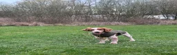 Cocker Spaniel dogs for sale: Gorgeous 8 month old female cocker spaniel - Advert 2