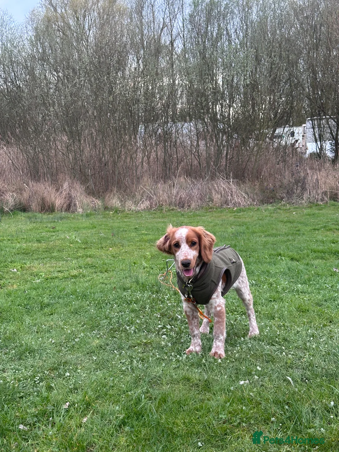 Cocker Spaniel dogs for sale: Gorgeous 8 month old female cocker spaniel - Advert 2