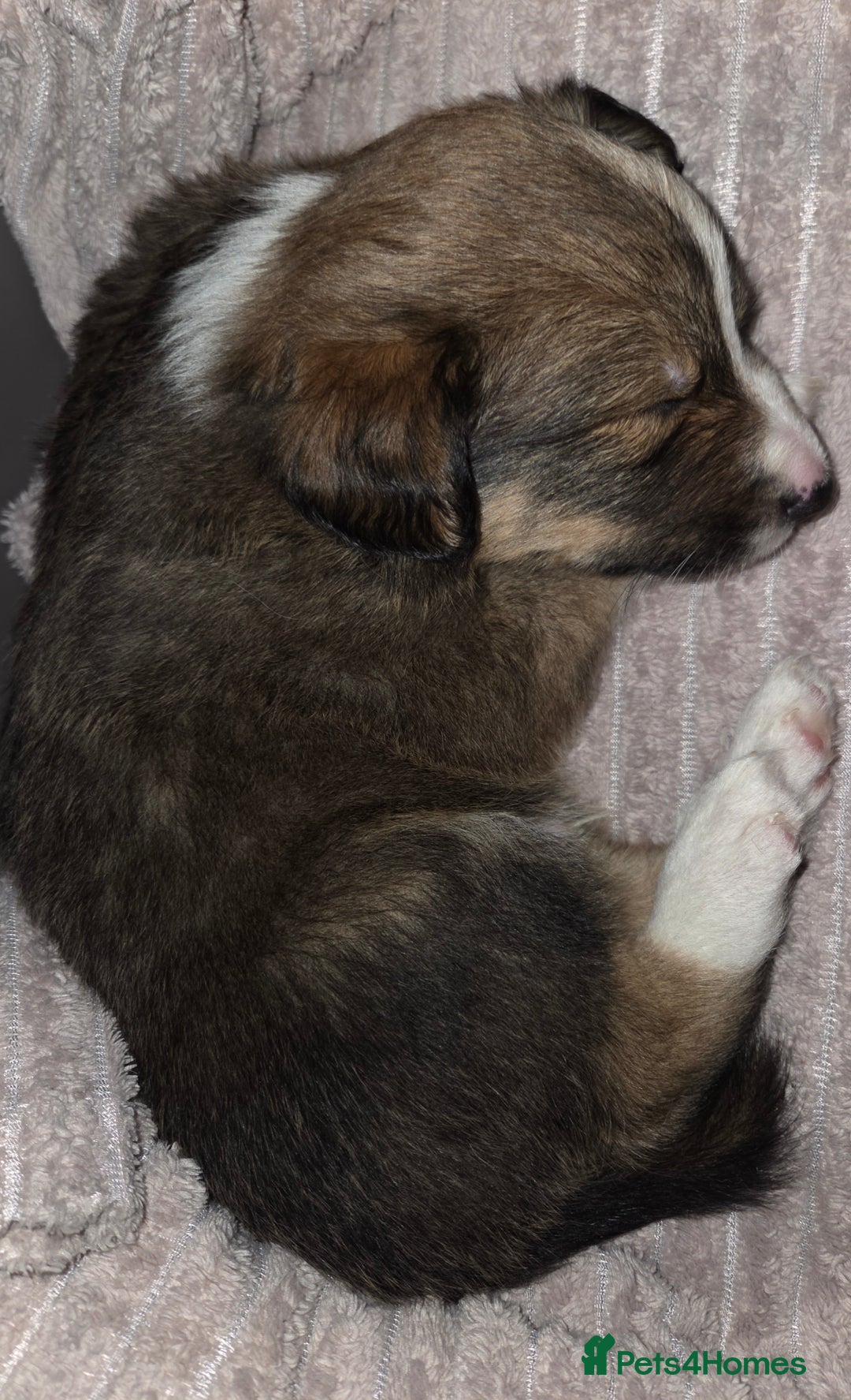 Border Collie dogs for sale: Beautiful tri colour border collie pups  - Advert 17