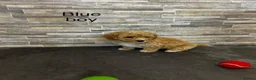 Poochon dogs for sale: Beautiful Pochoon puppies!! - Advert 9