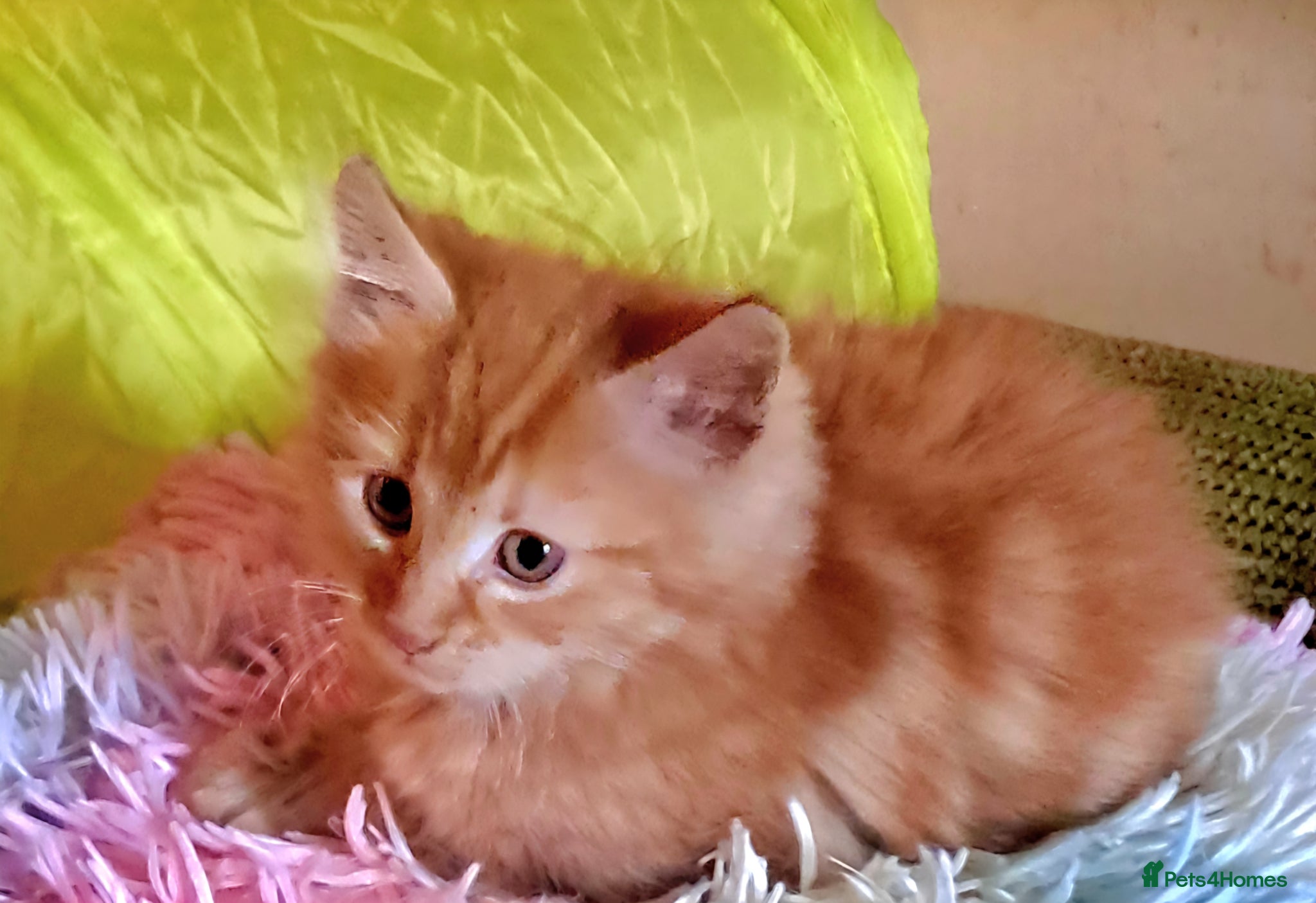 Mixed Breed cats Beautiful Ginger Kittens 😻 - Advert 2