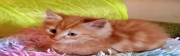 Mixed Breed cats for sale: Beautiful Ginger Kittens 😻 - Advert 4