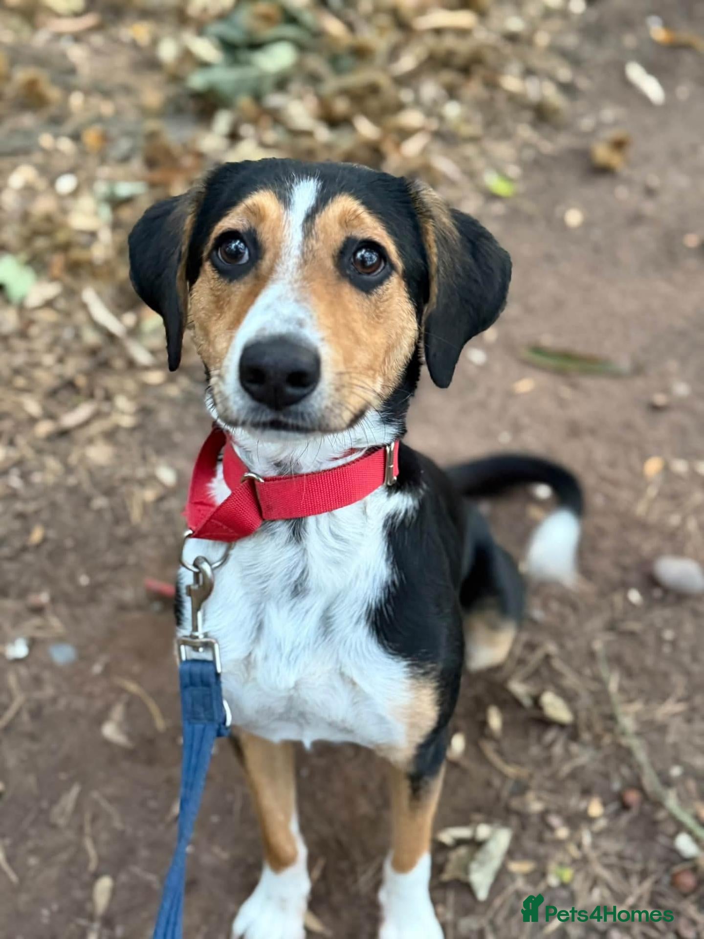 Mixed Breed dogs Dotty - Advert 20