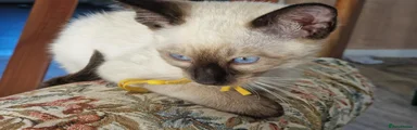 Siamese 4