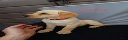 Goldador dogs for sale: Beautiful f1 Goldador puppies - Advert 11